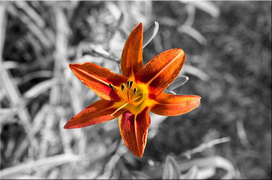 Lily Contrast Photograph by Jens Larsen