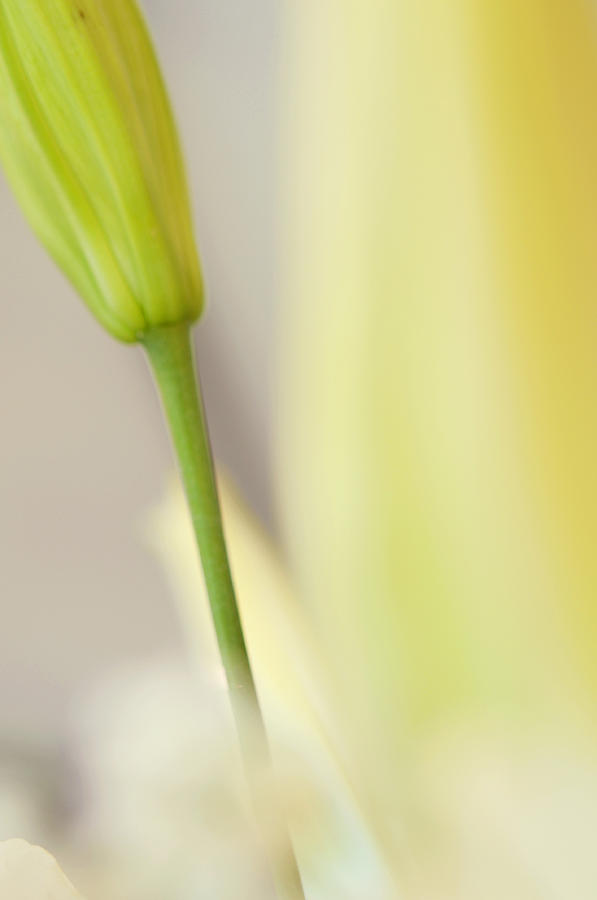 Lily Delight. Floral Abstract Photograph by Jenny Rainbow