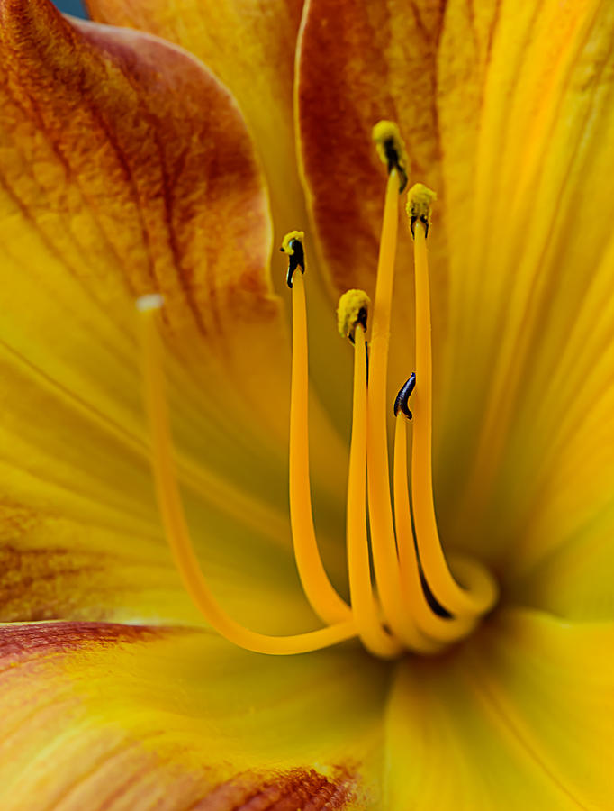 Lily Detail Photograph by Robert Mitchell