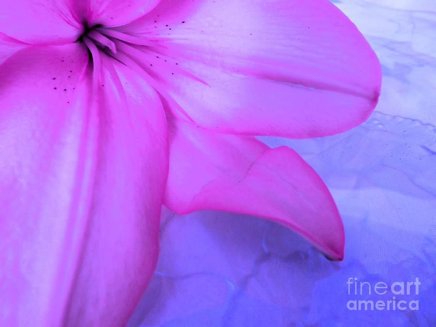 Lily Photograph - Lily - Digital Art by Robyn King