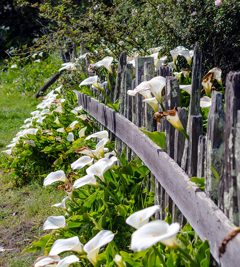 Lily Fence Photograph by Mike Ronnebeck