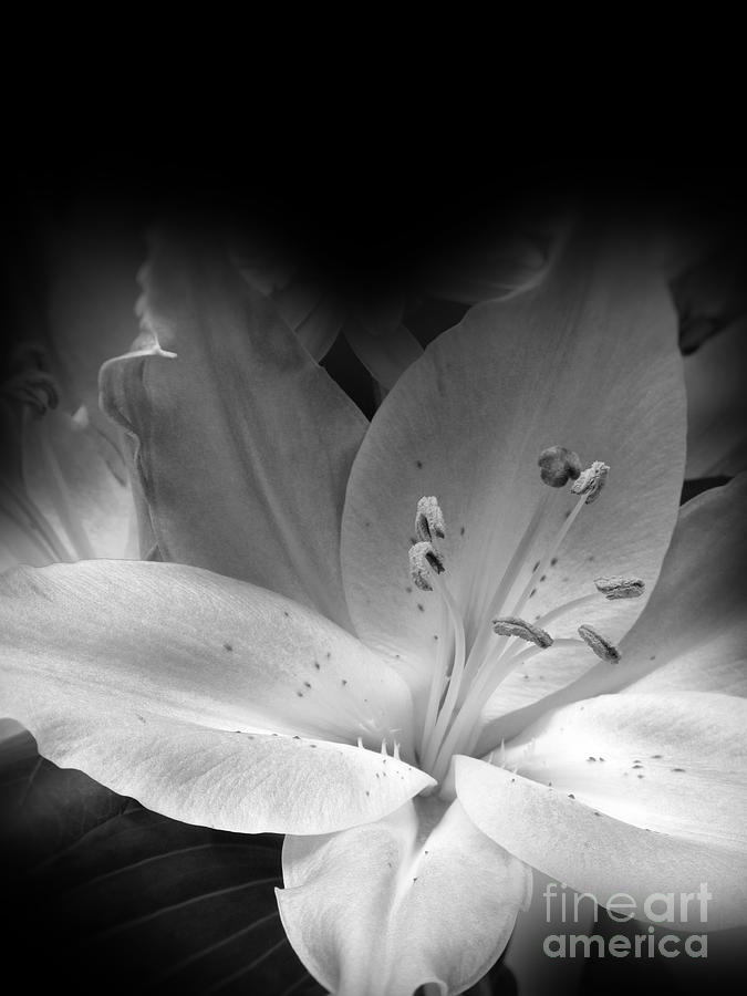 Lily flower black and white Photograph by Lutz Baar