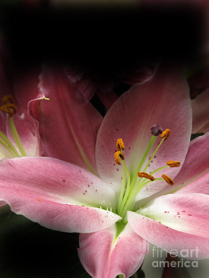 Lily Flower Color Photograph by Lutz Baar