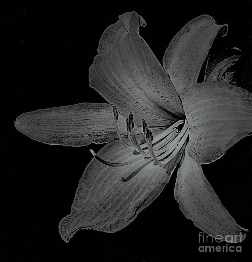 Lily Flower In Black And White Photograph by Smilin Eyes Treasures