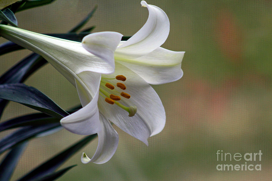 Lily Flower Photograph by Karen Adams