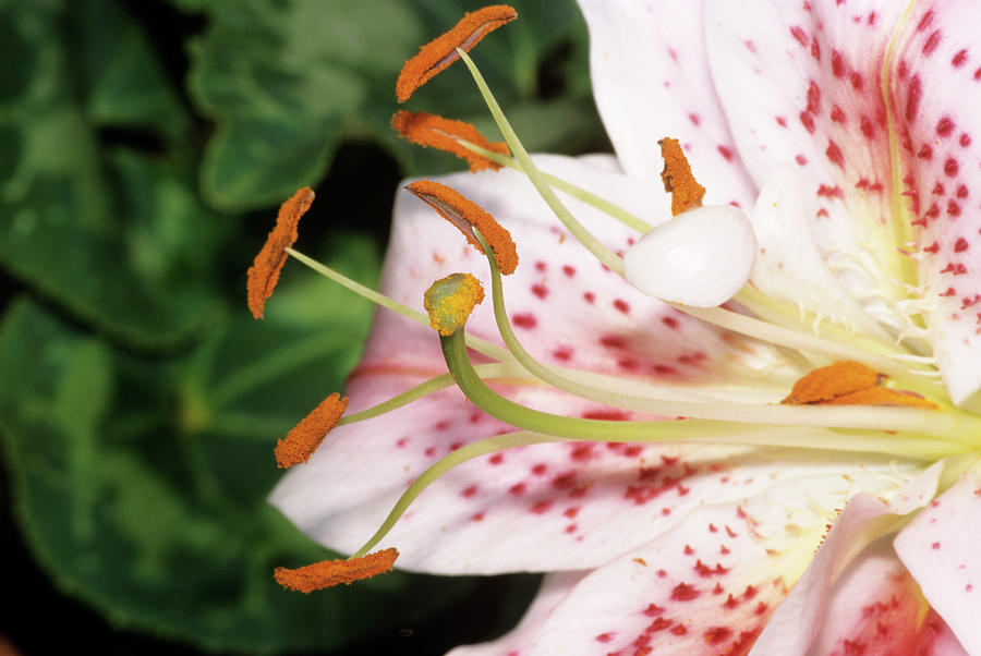 Lily Flower Photograph by M F Merlet/science Photo Library