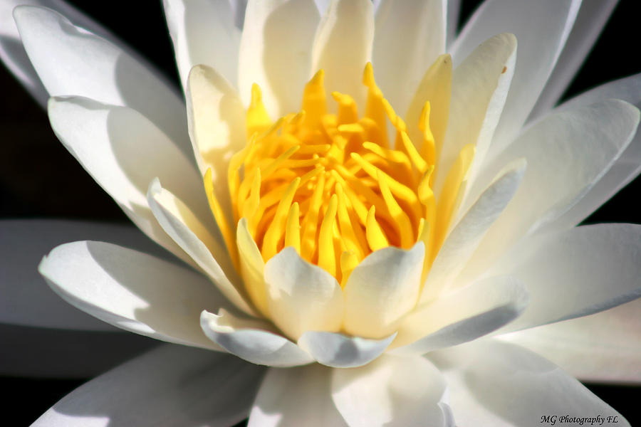 Lily Flower Photograph by Marty Gayler | Fine Art America