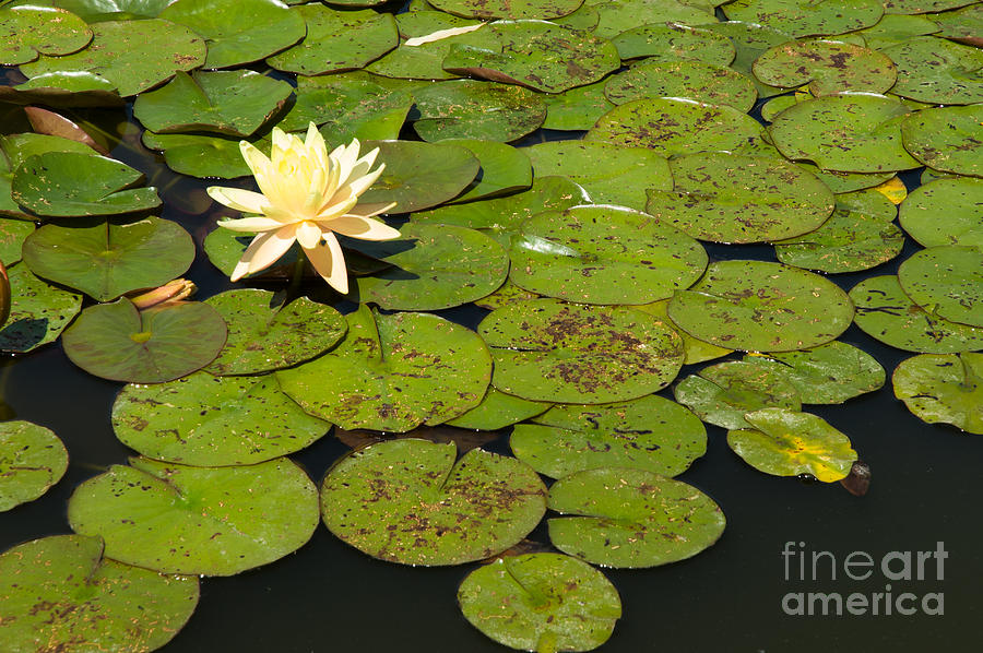 Lily flower on lily leaves in lily pond Photograph by Peter Noyce