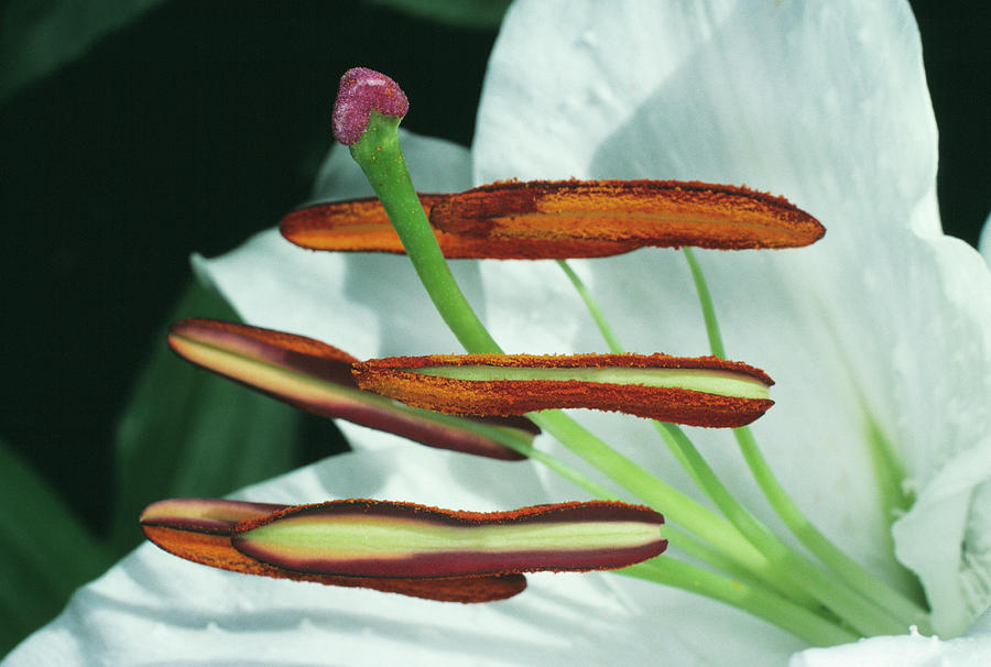 Nature Photograph - Lily Flower Stamens And Carpel by Dr Jeremy Burgess/science Photo Library