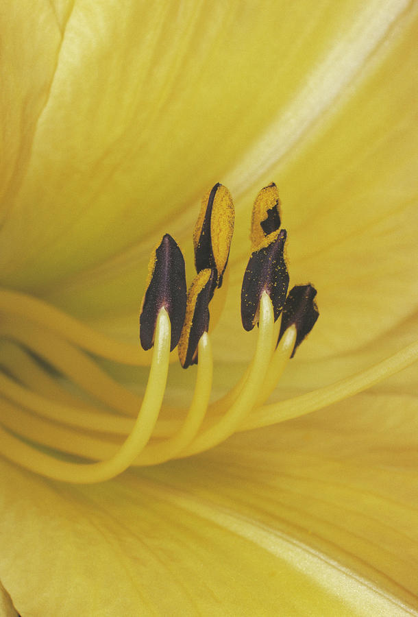 Lily Flower Stamens Photograph by Dr Jeremy Burgess/science Photo Library