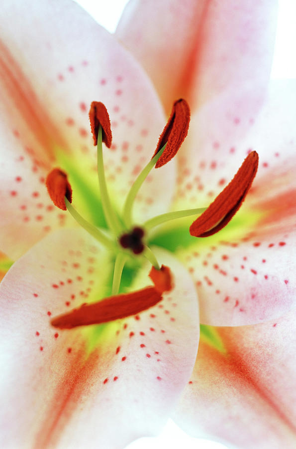 Lily Flower Photograph by Sue Prideaux/science Photo Library
