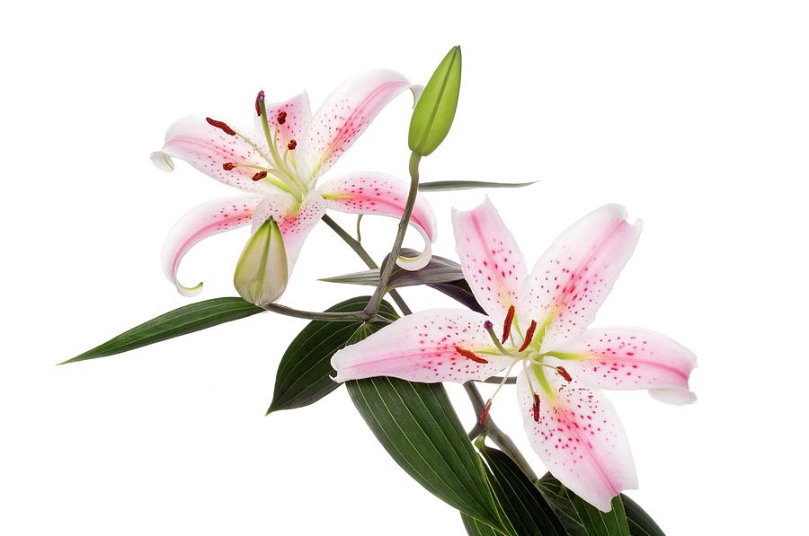 Lily Flowers Photograph by Daniel Sambraus/science Photo Library