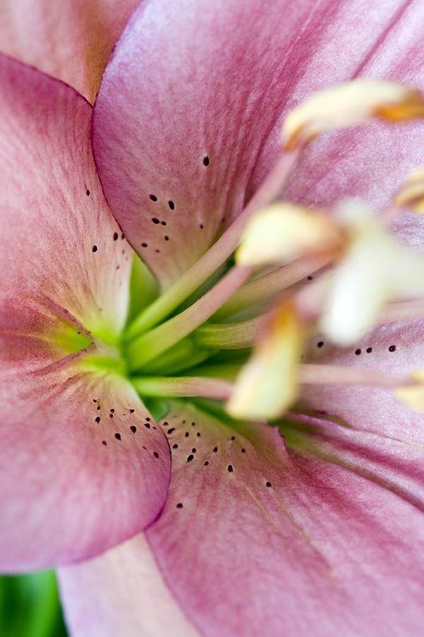 Lily Photograph - Lily by Frank Tschakert