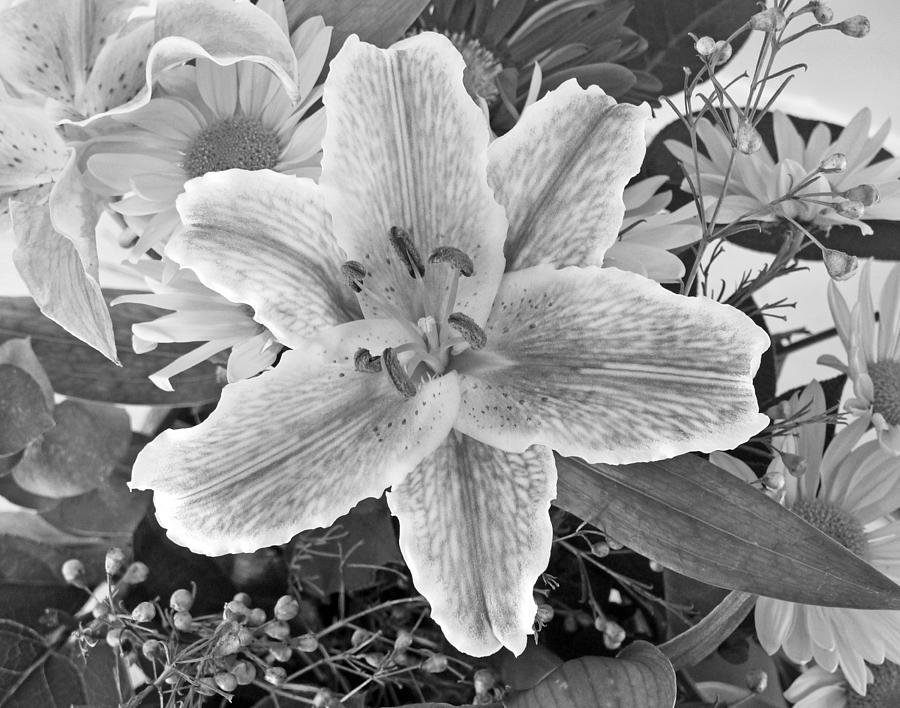 Lily Photograph by Frank Winters