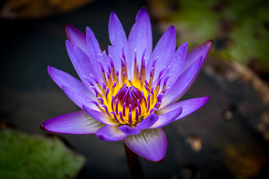 Lily Photograph By Gabrielle Harrison - Fine Art America