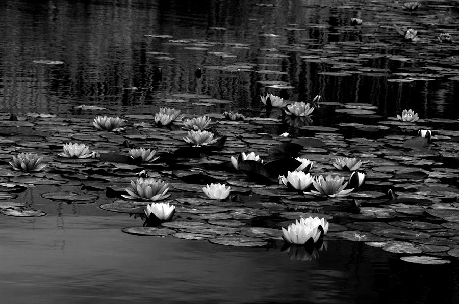 Lily garden Photograph by Carolyn DAlessandro