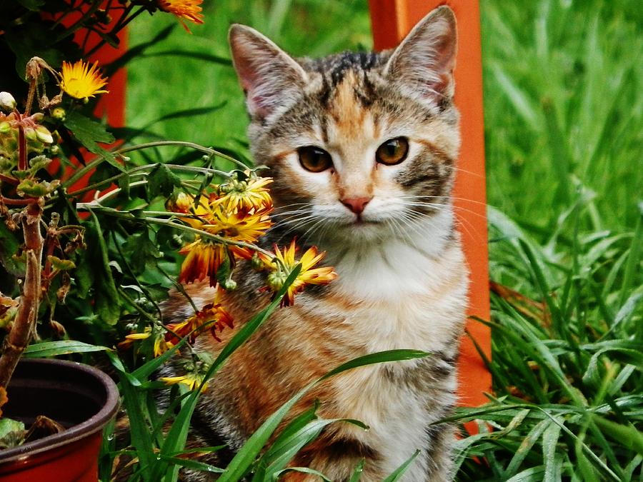 LILY Garden Cat Photograph by VLee Watson