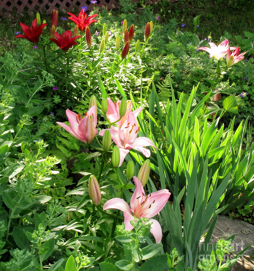 Lily Garden Photograph by Marilyn Smith