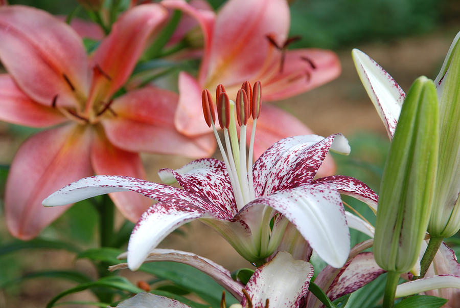 LILY GARDEN No.1 Photograph by Janice Adomeit
