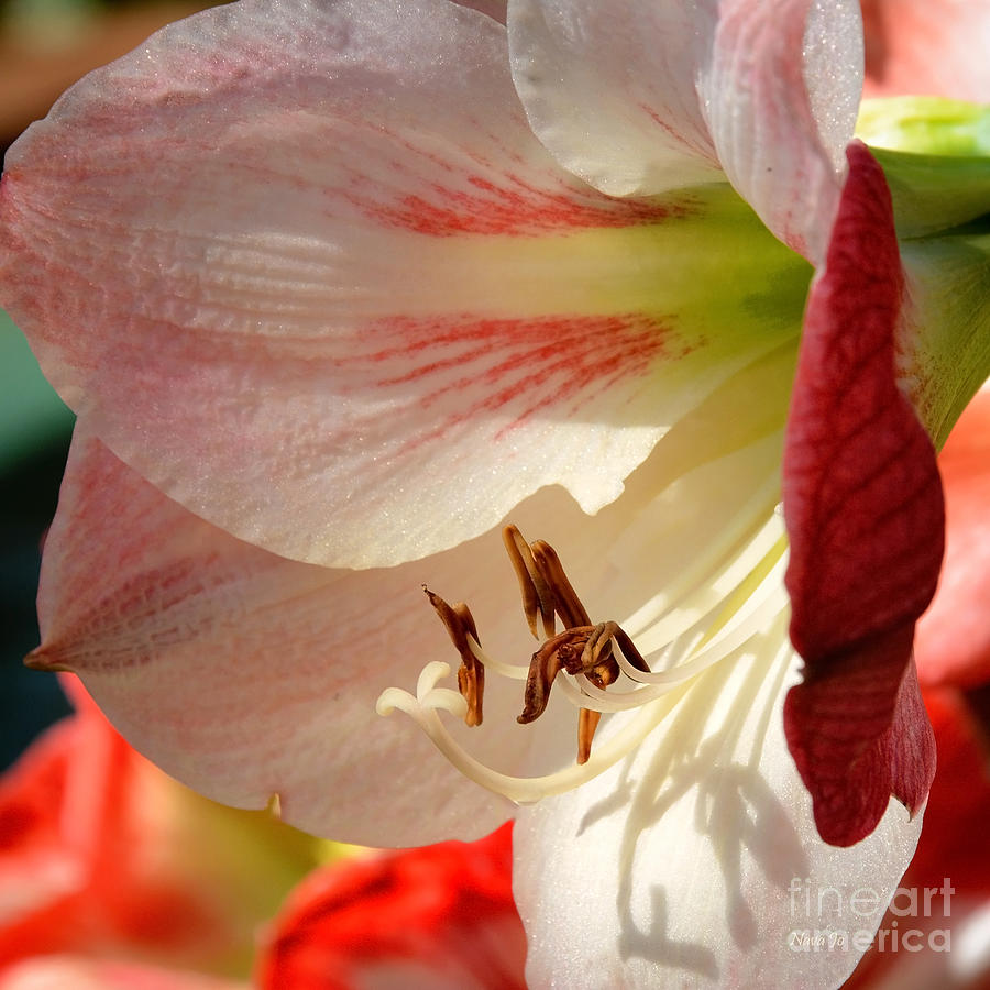 Nature Photograph - Pink and White Lily by Nava Thompson