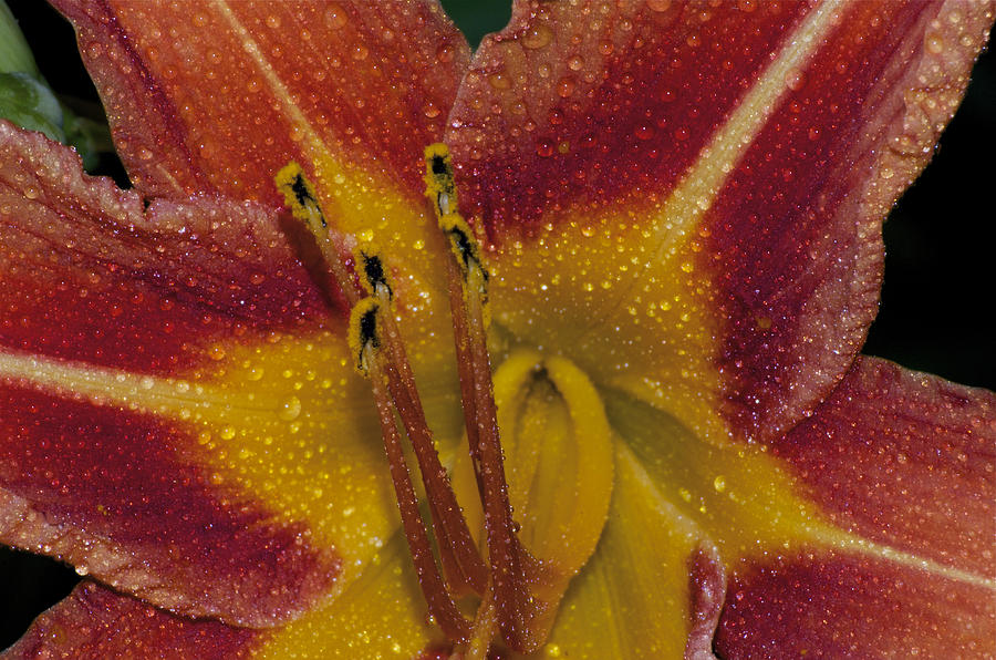 Lily by Greg Vizzi Lily by Greg Vizzi