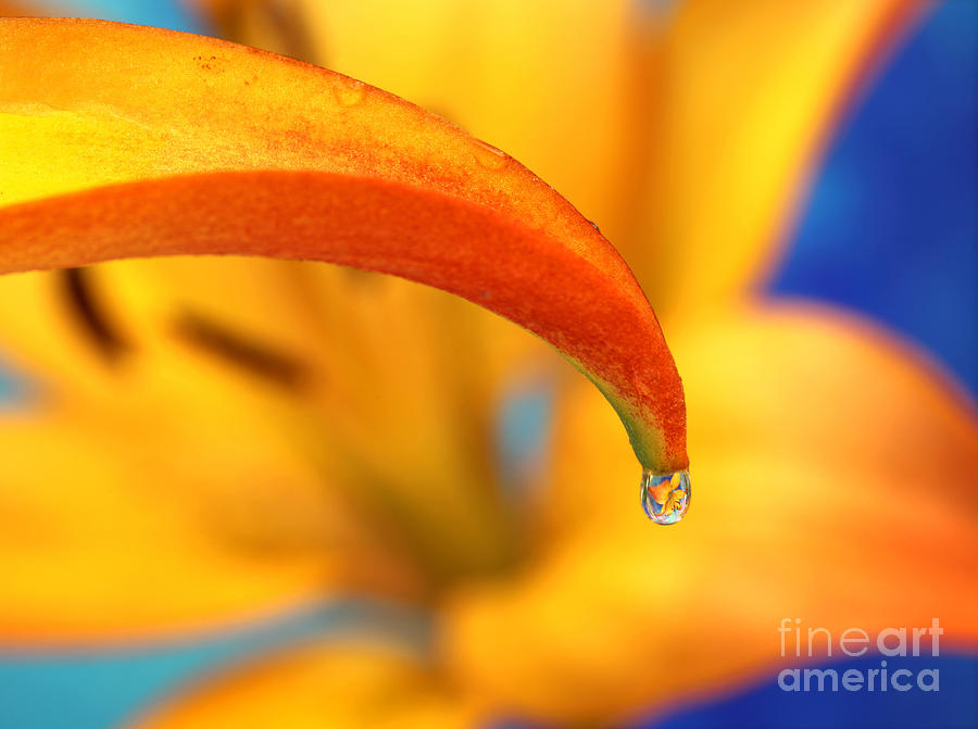 Lily in a Dew Drop Photograph by Pattie Calfy