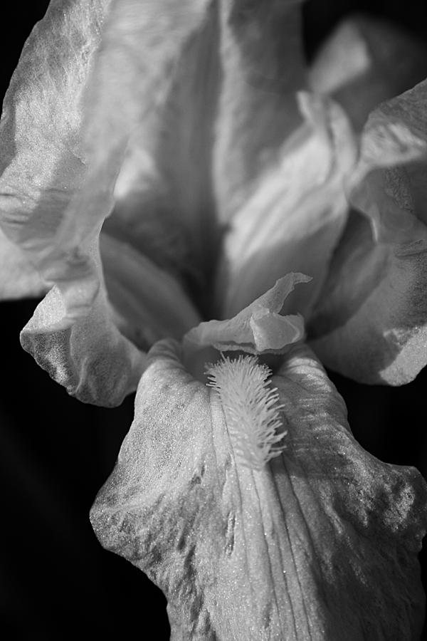 Lily in Black and White Photograph by Ester McGuire