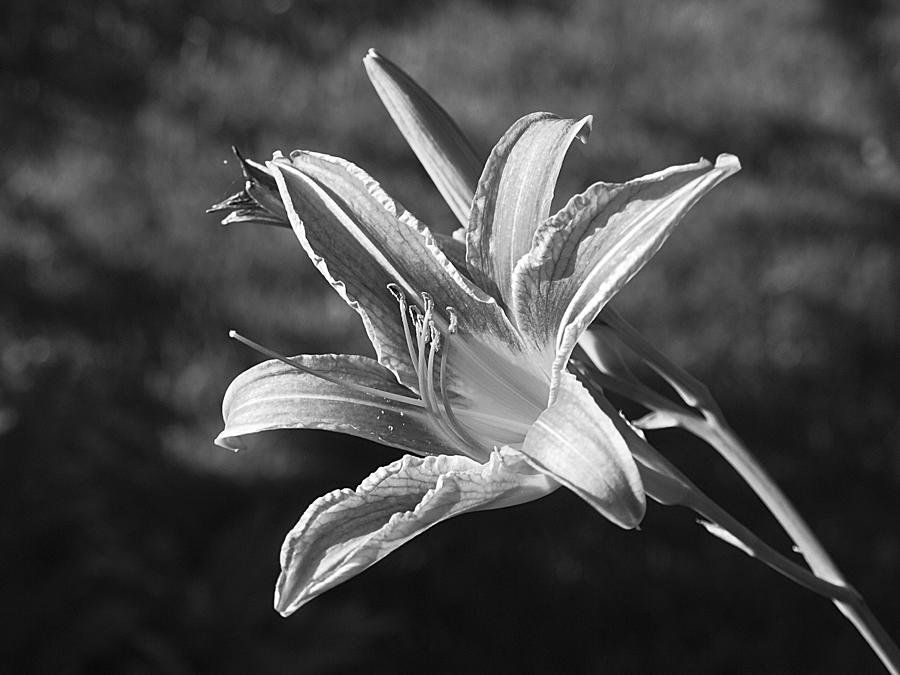 Lily in Black and White Photograph by HW Kateley