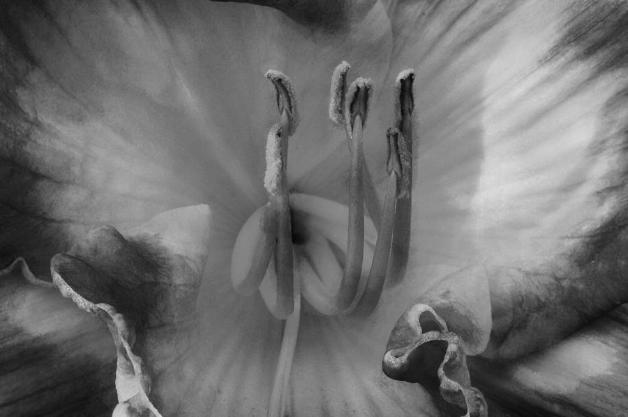 Lily in Black and White Photograph by Jim Vance