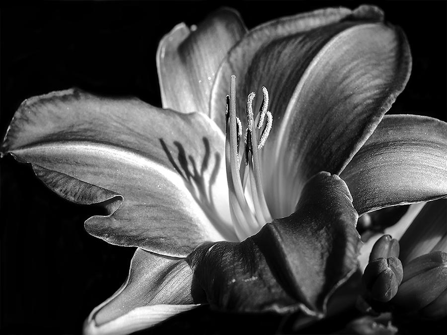 Lily Photograph - Lily in black in white by Camille Lopez