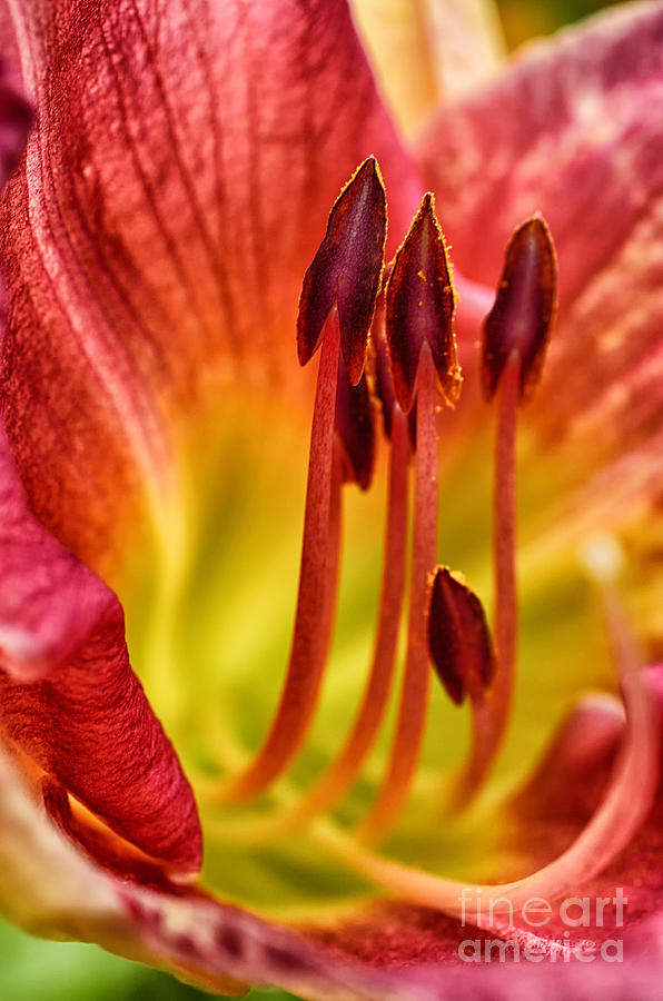 Lily in Bloom Photograph by Thomas R Fletcher