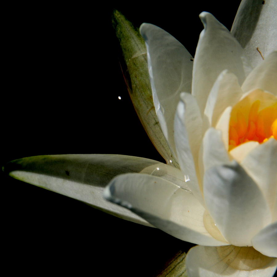 Lily in Dark Water   Photograph by Neal Eslinger