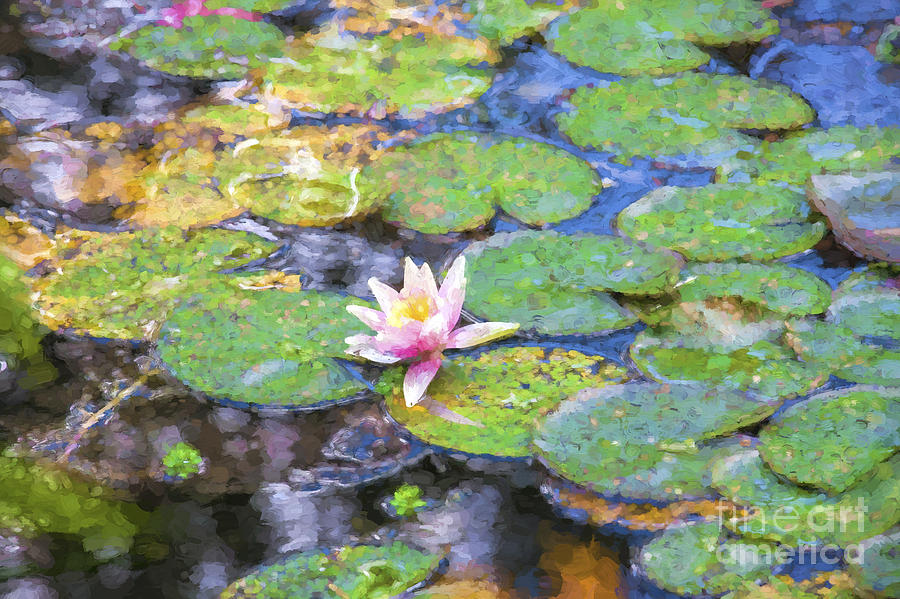Lily in Monets pond Photograph by Sheila Smart Fine Art Photography