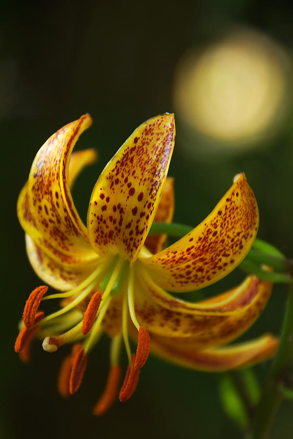 Lily in Orange and Yellow Photograph by Leda Robertson