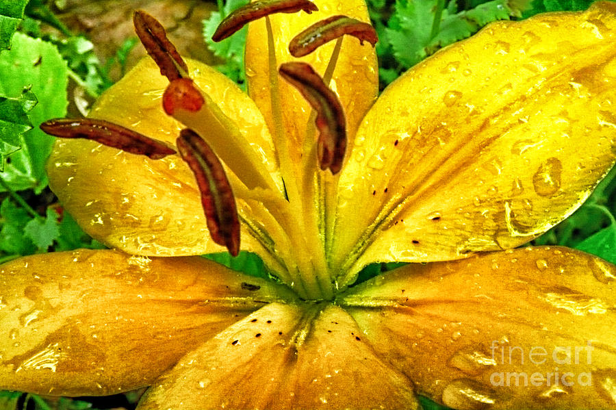 Lily in Rain Photograph by Thomas R Fletcher