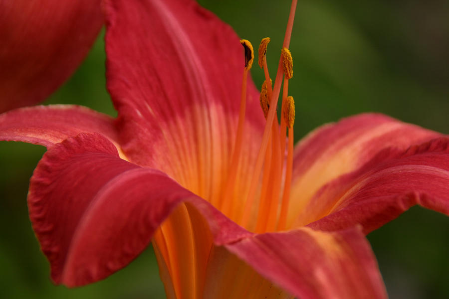 Lily In The Morning Photograph by Denyse Duhaime - Fine Art America