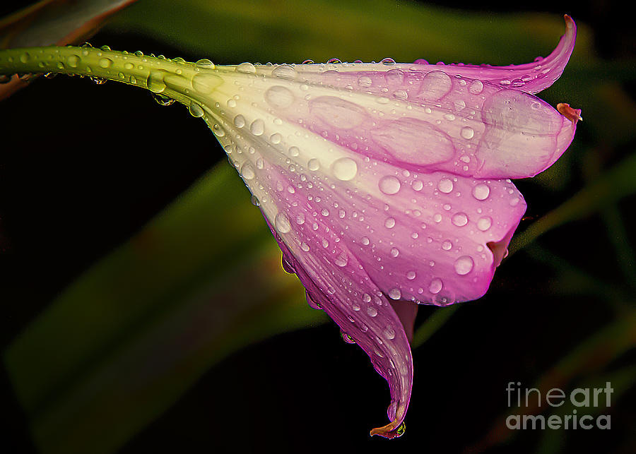 Lily in the Rain Photograph by Barry Weiss