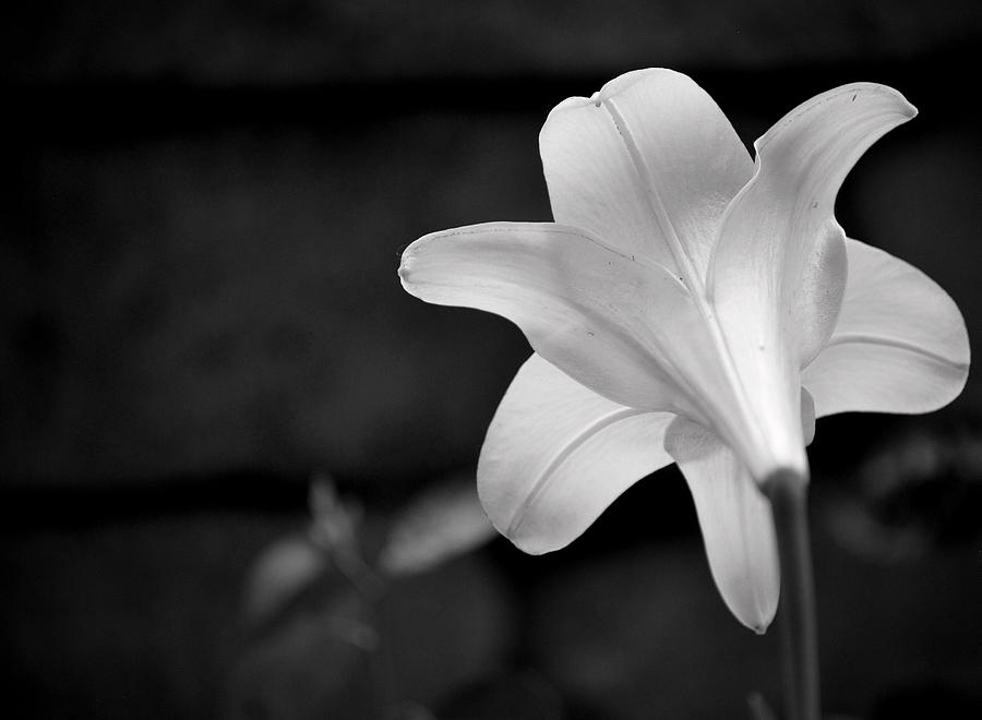 Lily in White Photograph by Amee Cave