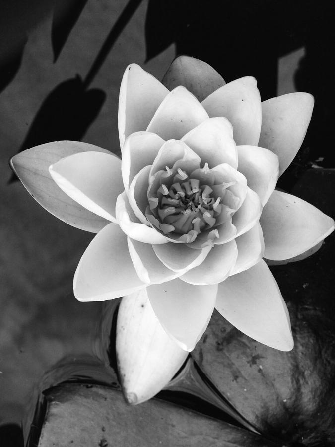 Lily in white  Photograph by Kate Gibson Oswald