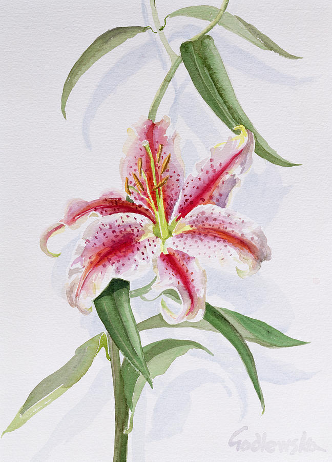 Lily Painting - Lily by Izabella Godlewska de Aranda