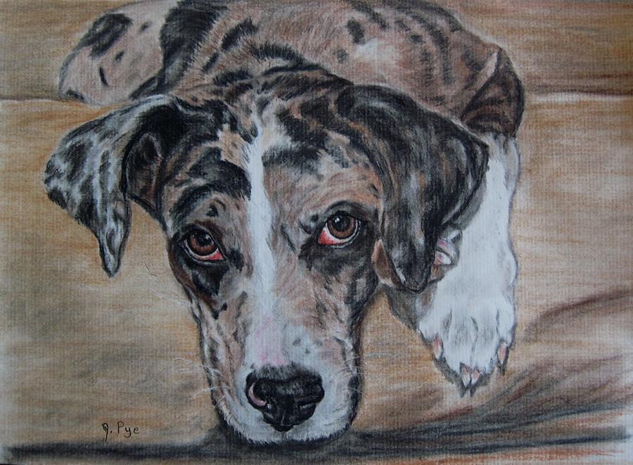 Dog Drawing - Lily by Joan Pye