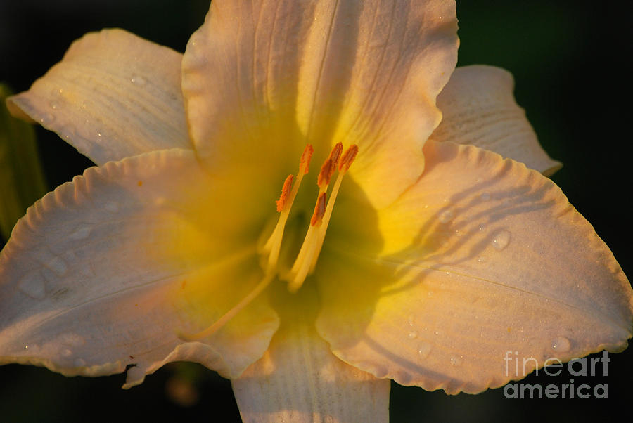 Lily Photograph - Sparkling Lily by Manda Renee
