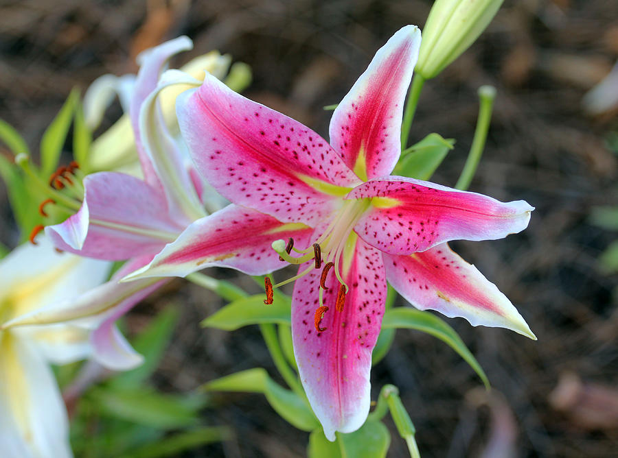 Lily Photograph