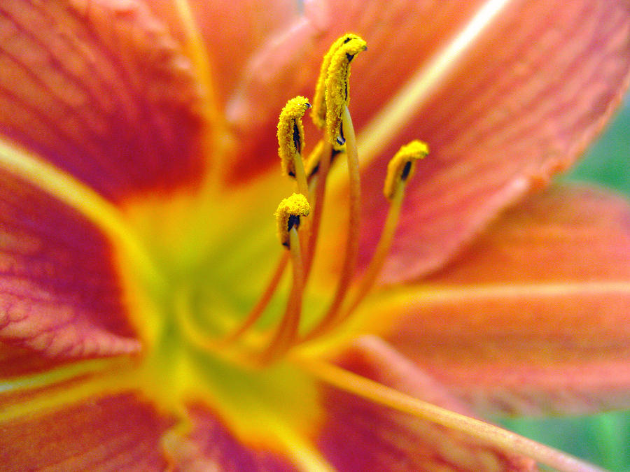 Lily Photograph - Lily by Katina Borges