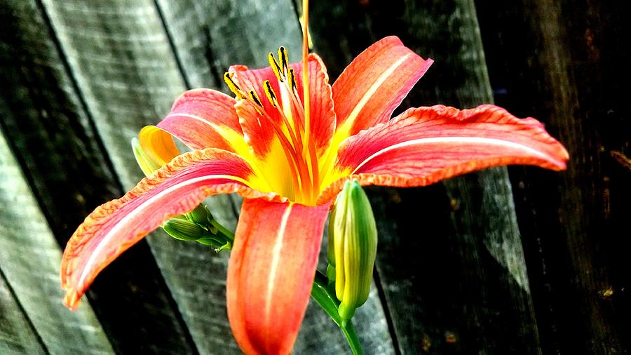 Garden Photograph - Lily by Kevin D Davis