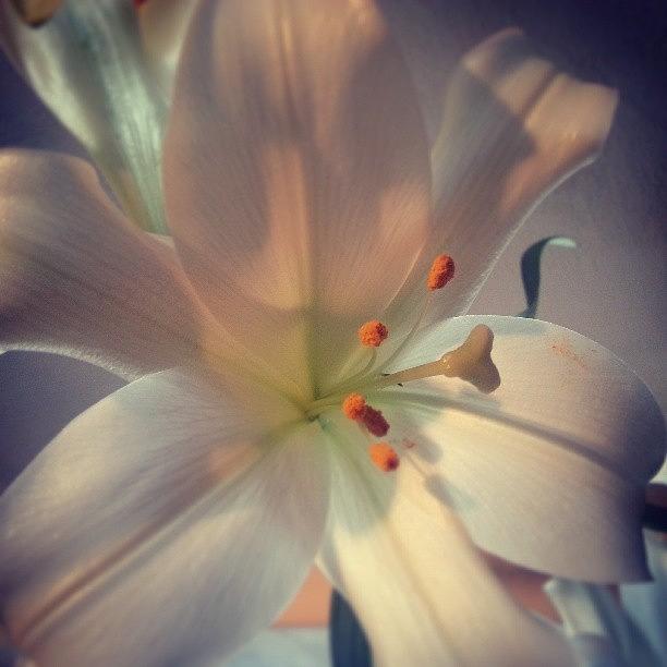 Nature Photograph - Lily by Kimberley Dennison
