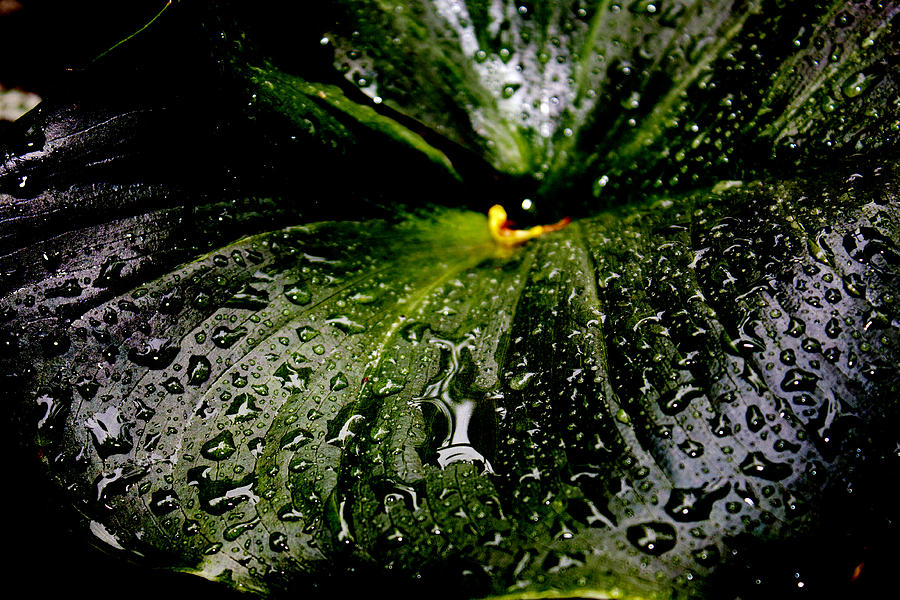 Lily Leaf Photograph by Edward Hawkins II