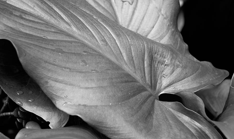 Lily Leaf Photograph by Mick Burkey