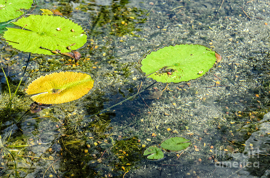 Lily Photograph - Lily leafs on the water by Viktor Birkus