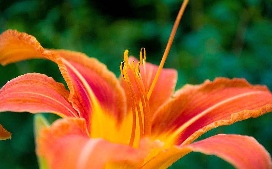 Lily Lies Photograph by Rhys Arithson - Fine Art America